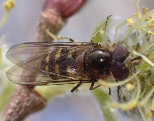 Melangyna lasiophthalma